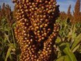 SORGO